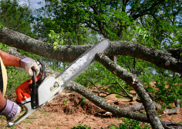 Best Commercial Tree Services  in Mcewen, TN